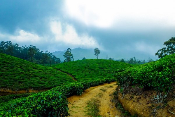 Tea Estate Walks by My South Trip