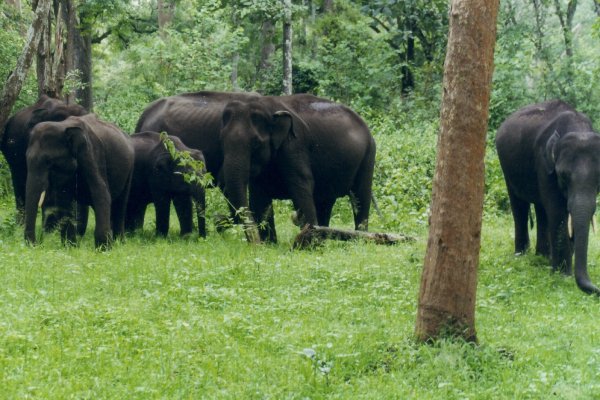 Nagarahole Elephant Camp by My South Trip